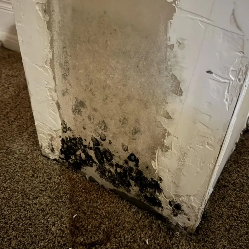 Professional Mold Removal in Marion County, TN